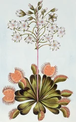 Pułapka na muchy Venus, płyta 84, z „Collection Precieuse et Enluminee”, tom III (kolorowa grawerunek)